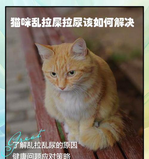 小猫的排便习惯及周期（揭秘小猫拉便便的时间和频率）