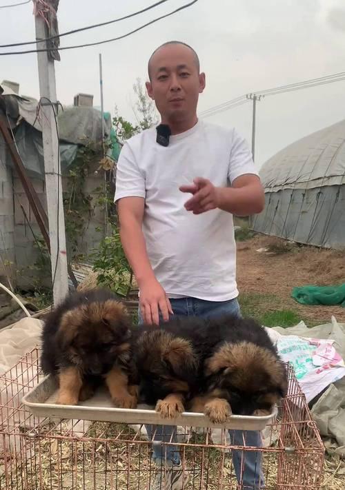 以德牧狗退毛期持续时间有多长？（了解德牧狗退毛期的特点和时间安排，让你更好地呵护你的宠物）