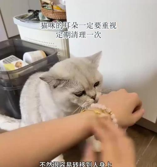 猫咪耳朵护理的重要性（了解猫咪耳朵护理的时间间隔和技巧）
