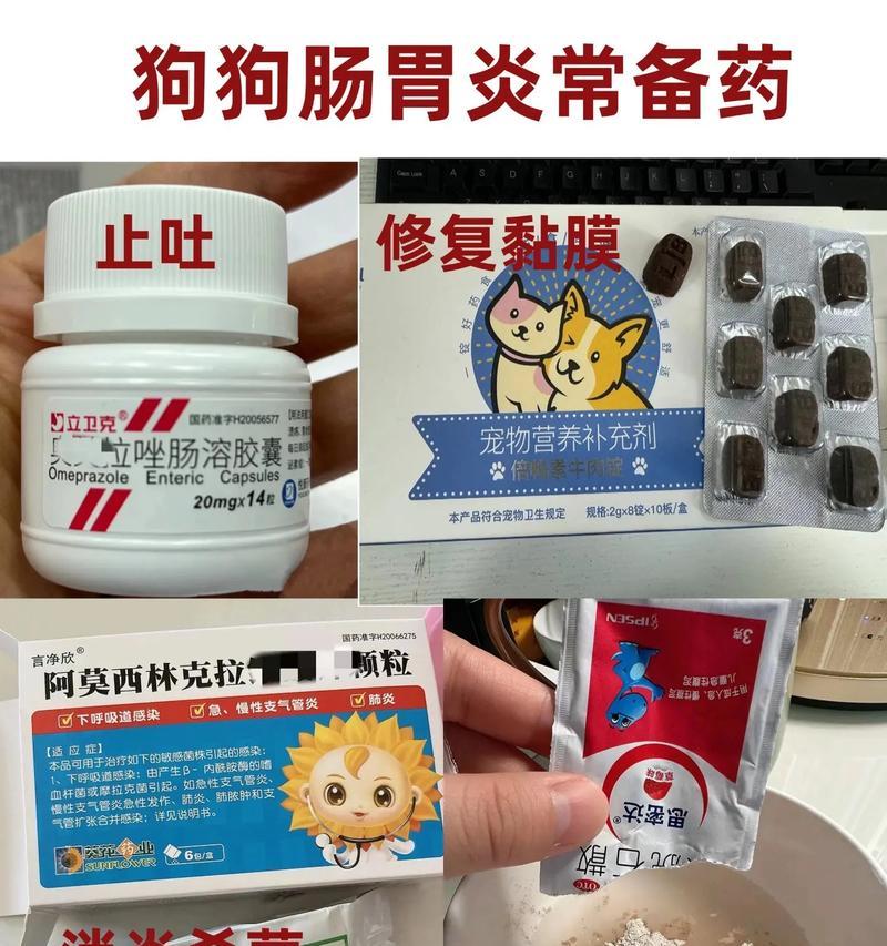 治疗狗狗肠炎需要多长时间？（了解狗狗肠炎的治疗时间和关键信息）