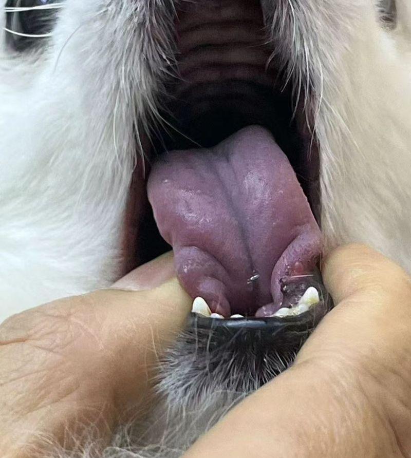 小症状大问题（常见症状揭示的狗狗健康问题及应对方法）