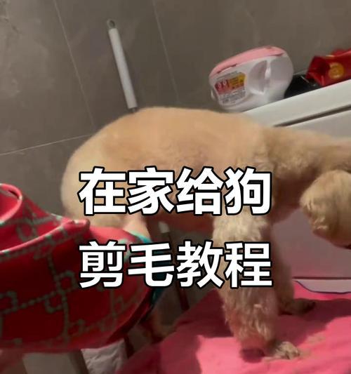 狗狗剪毛后多久能长好毛（探寻狗狗剪毛后毛发恢复的时间及方法）