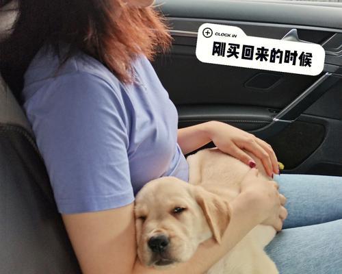 拉布拉多犬的理想体重是多少？（如何判断犬只是否太瘦或太肥）