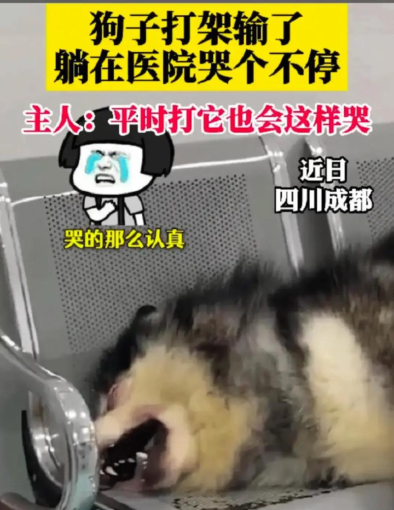 探究狗狗发出哭一样的叫声的原因（了解狗狗哭泣叫声的行为和情绪表达方式）