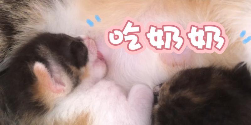 小猫吃奶的时间及重要性（从出生到断奶，小猫吃奶对成长发育的关键作用）