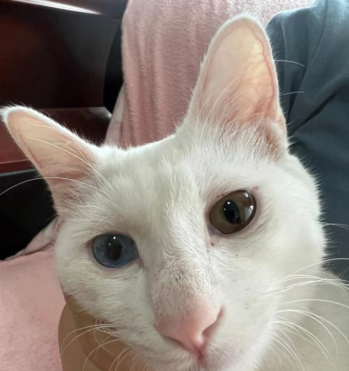 白色猫的品种及特征（探索世界上各种白色猫的品种特点与魅力）