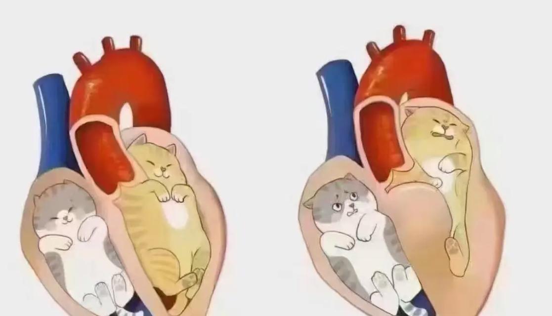 猫的心脏病（探索猫咪心脏疾病的种类与保护方法）
