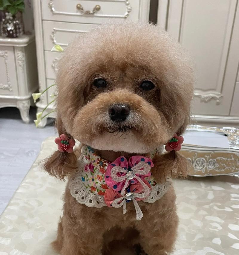 探秘可爱狗狗的世界（以好看的狗狗为主题，带你领略它们的魅力）
