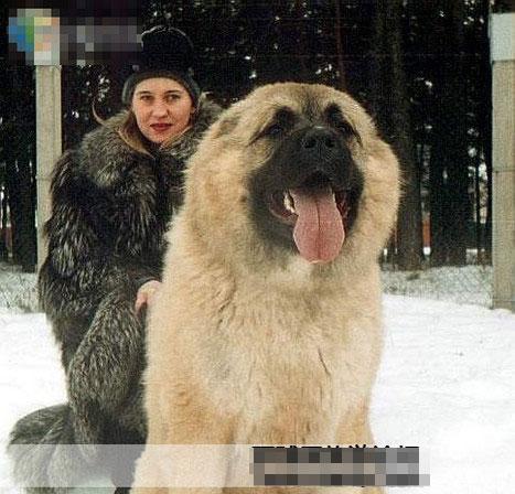 探索世界各地的大型犬品种（了解世界各地大型犬的多样性与特点）