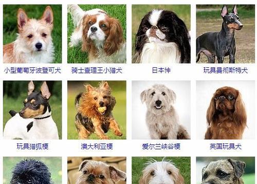 探秘宠物狗短毛的多样品种（了解狗界各个品种的短毛特点与魅力）