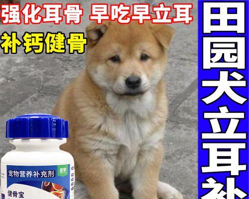 狗狗补钙的最佳时机（掌握补钙关键，宠物更健康）