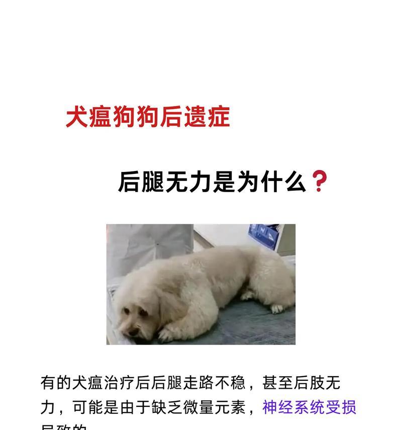 狗狗得了犬瘟病毒应该如何处理？（犬瘟病毒的预防与治疗方法详解）