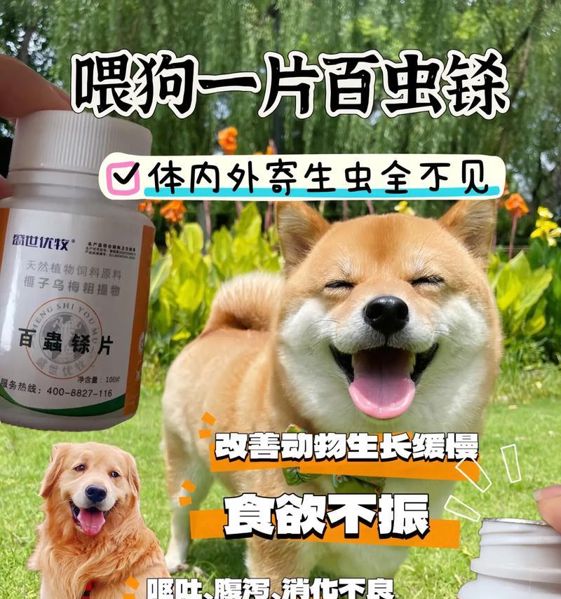狗狗吃驱虫药需要等多久才能喂食？（解答你对狗狗驱虫药使用的疑问）