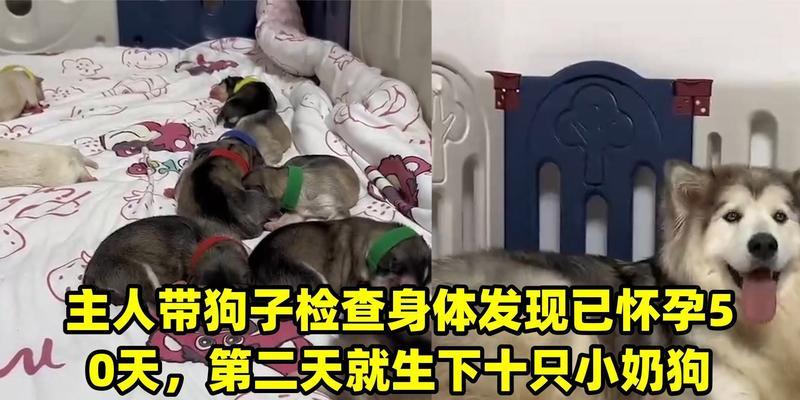 狗狗怀孕到生（了解狗狗的怀孕反应和生产周期）