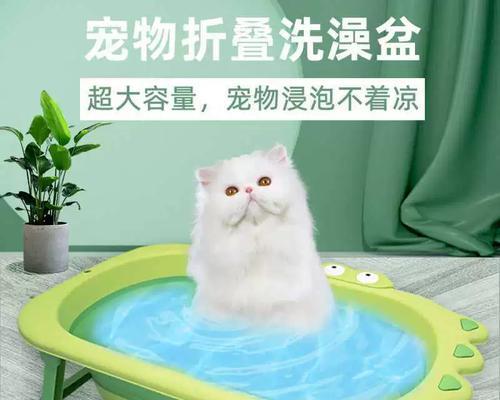 宠物猫洗澡的频率和注意事项（让你的猫咪保持干净与舒适的关键）