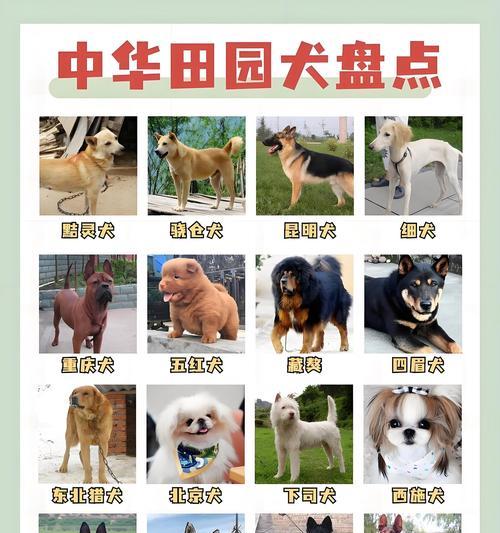 小土狗疫苗接种时间表（保护你的小土狗免受疾病侵害）