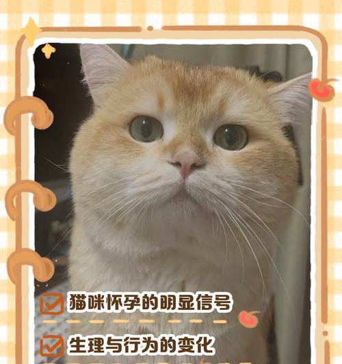 猫咪的怀孕周期及相关知识（揭秘猫咪怀孕的过程、持续时间和注意事项）