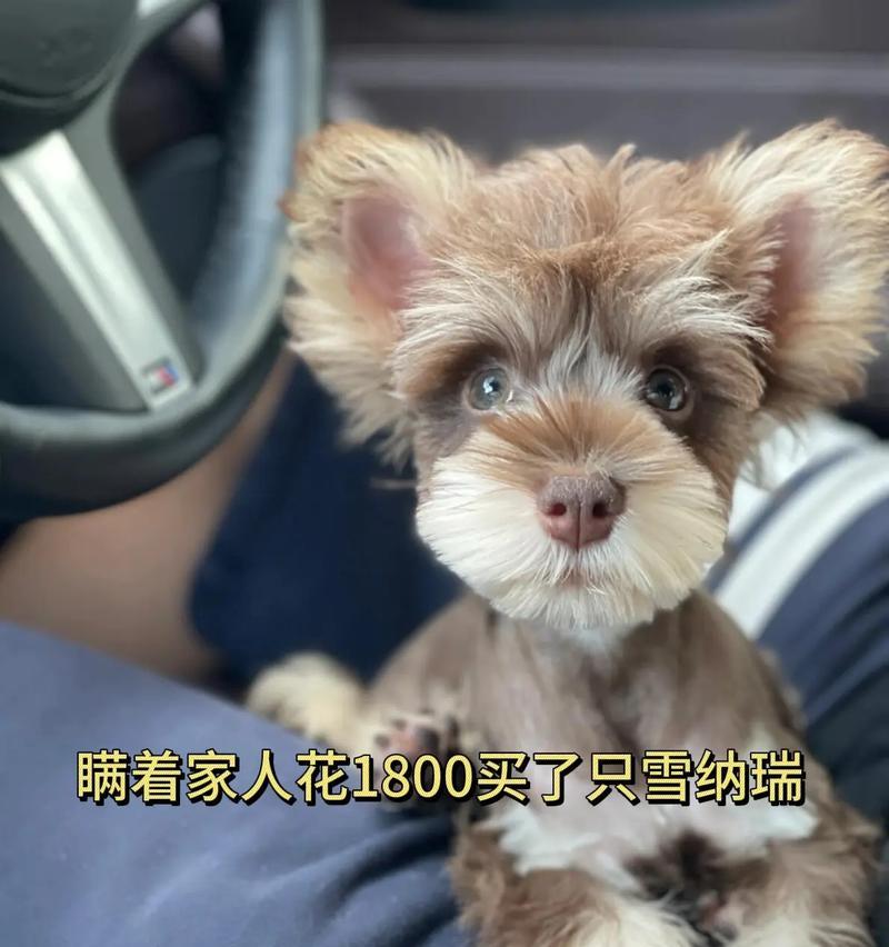 雪纳瑞幼犬洗澡时间及注意事项（了解适宜洗澡的时间和方法，让你的雪纳瑞幼犬健康快乐成长）
