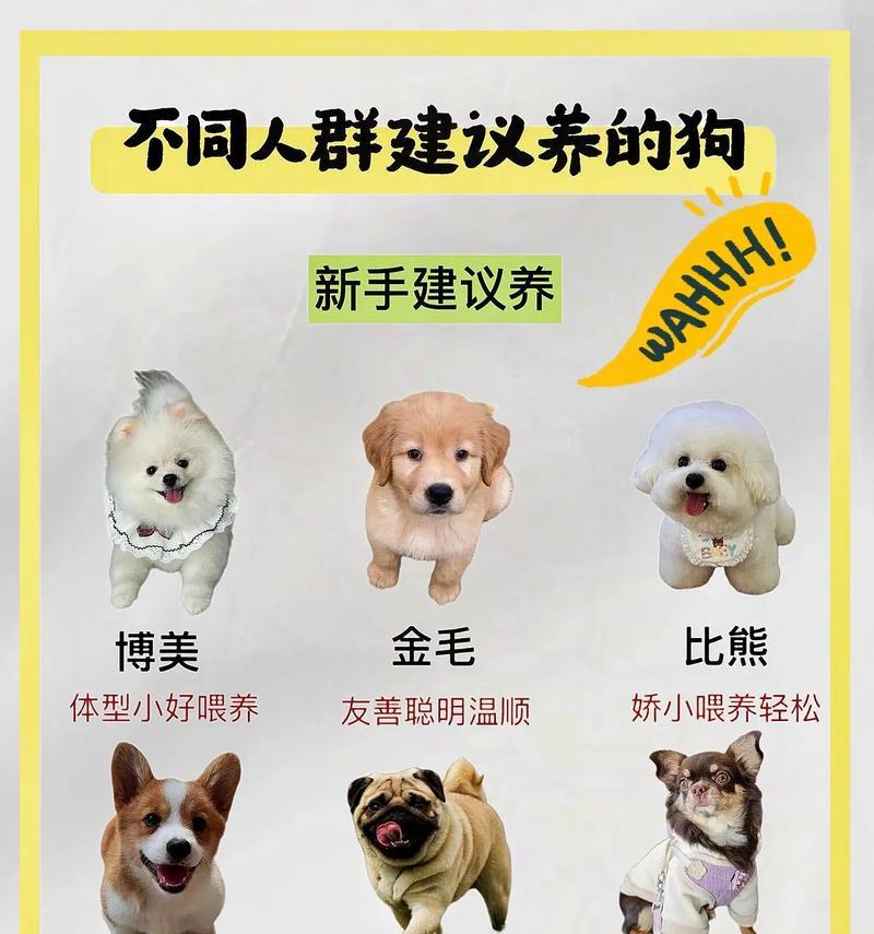 小型好养宠物品种推荐（探索最适合居家生活的小型宠物，提供快乐与陪伴）