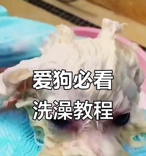 产后狗狗洗澡时间（关于产后狗狗洗澡的注意事项与建议）