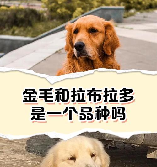 拉布拉多犬的体重管理指南（如何判断拉布拉多犬是否过瘦或过胖，以及应对方法）
