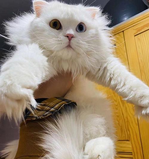白色猫的品种及特点（探索世界上各种白色猫的品种和特征）