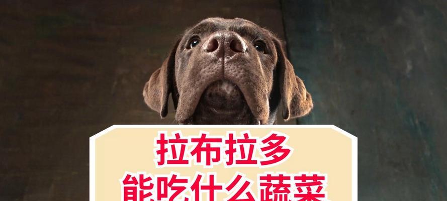 宠物狗的蔬菜饮食指南（营养均衡的蔬菜选择及建议）