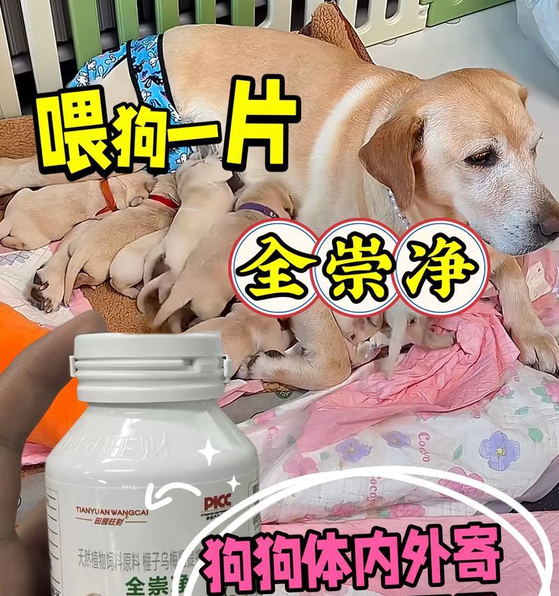 幼犬驱虫药的使用时机及注意事项（幼犬何时开始使用驱虫药物？驱虫药的使用注意事项解析）