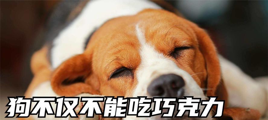 狗狗不能吃的水果和蔬菜（保护你的宠物健康，了解哪些水果和蔬菜不适合狗狗食用）