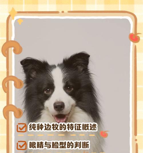 如何挑选一只品相好的边牧？（掌握这些方法，让你轻松找到理想的边牧犬）