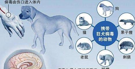 狗狗狂犬病的症状及预防措施（了解狗狗狂犬病，守护宠物健康）