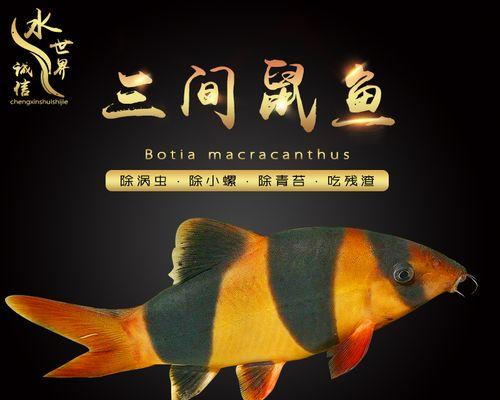 老鼠鱼的饮食习惯及其对生存的影响（老鼠鱼的禁食能力和适应力研究，幸存的关键在于...）