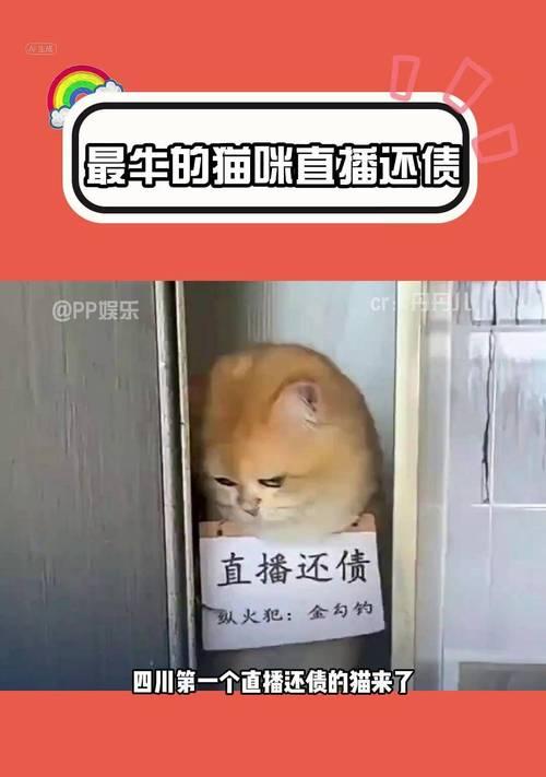揭秘常见猫咪身价列表，探寻关键因素（了解猫咪身价的关键因素，让你不再被迷惑）