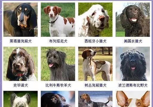 常见宠物狗大全（了解各类狗狗的品种特点及价格参考，选择适合自己的伴侣）