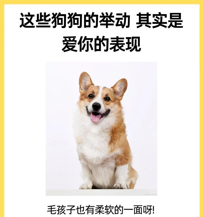 如何知道你的狗狗把你当人了？（15个明确表现，你家狗狗有多爱你）