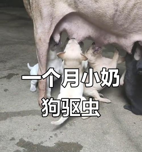 小奶狗吃了驱虫药后需要多久才能进食？（解答吃了驱虫药的小奶狗进食时间及注意事项）