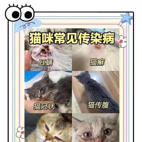 探究猫咪最常见的猫病及其原因（揭秘猫咪健康的关键是什么）
