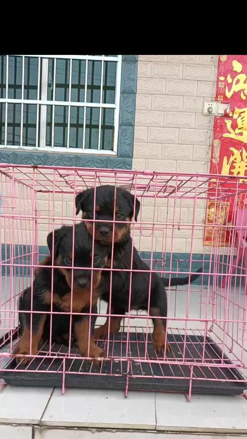 高加索犬洗澡指南（高加索犬洗澡的时间和注意事项）