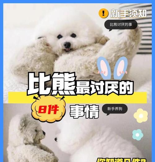 科学养比熊，宠物生活的智慧之选（比熊犬饲养方法推荐，助您成为合格的养狗爸妈）