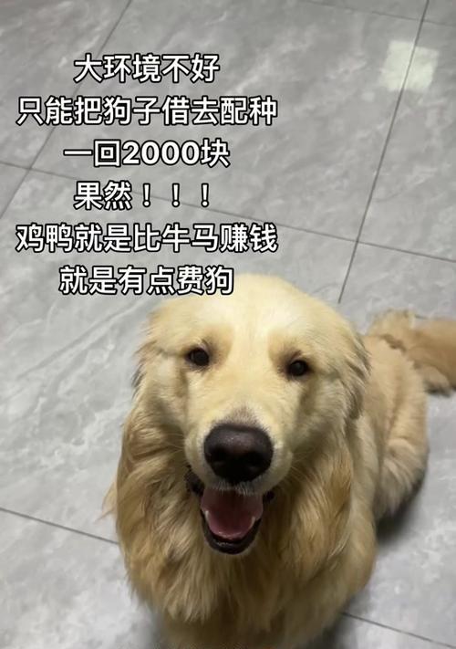 金毛配种时间及注意事项（了解金毛繁殖周期，保障配种成功）