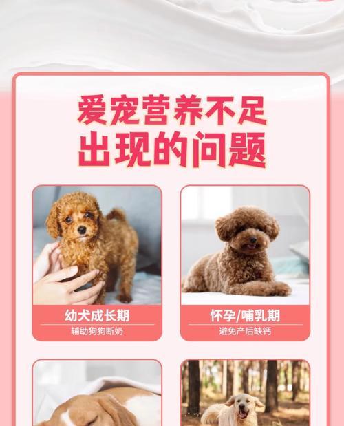 小狗何时开始以狗粮为主食？（了解小狗转换为狗粮的最佳时间）