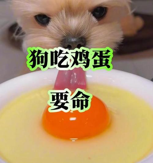 狗狗吃鸡蛋的正确方式（吃鸡蛋也有危害？了解正确的喂食频率和方法）