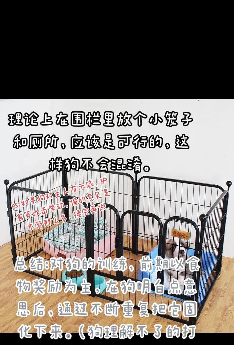 边境牧羊犬大小便训练指南（培养边境牧羊犬规律的大小便习惯）