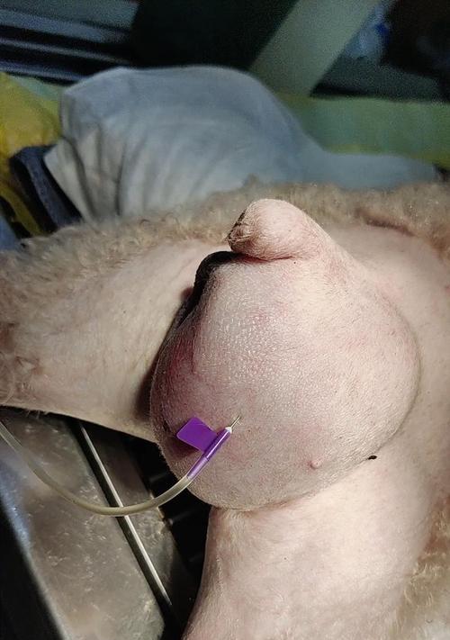 狗狗的抛腹症状及应对方法（掌握这些症状，让你的狗狗更健康）