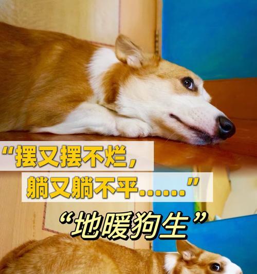 狗狗孕期（探索狗狗孕期的时长、关键因素和注意事项）