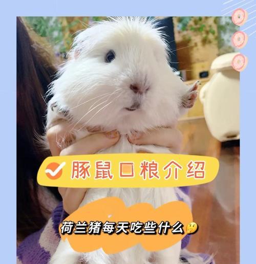 豚鼠的喂养频率与注意事项（了解豚鼠的饮食习性，合理喂养）