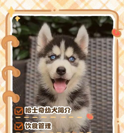 哈士奇成年需要多长时间？（了解哈士奇成年的关键时刻与发展阶段）