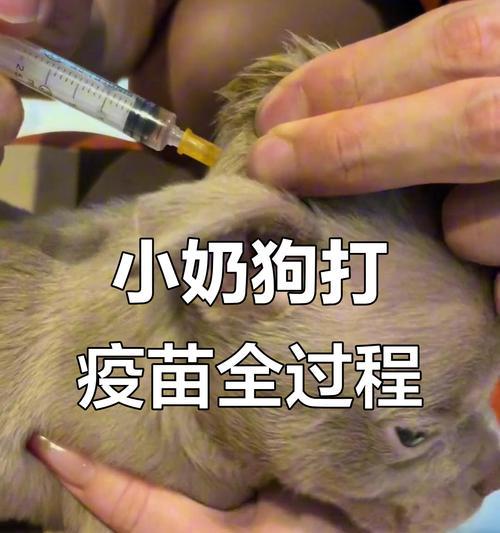 狗疫苗接种后的免疫时间（科学解读狗疫苗接种后的免疫过程和时间长度）