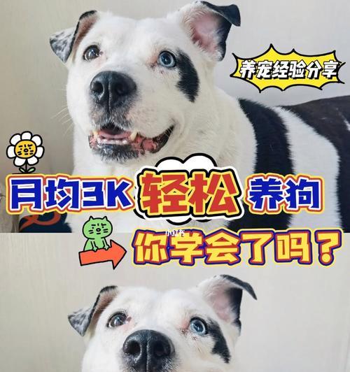 狗狗成年需要多长时间？（狗狗成长的关键阶段及其特点）