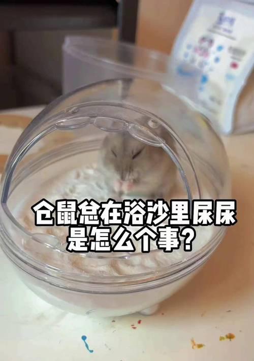 如何教会仓鼠用仓鼠浴沙？（培养仓鼠洗澡习惯的方法与技巧）